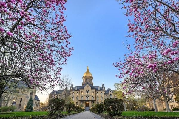 Photo of Notre Dame main building framed by purple early buds of flowering trees.